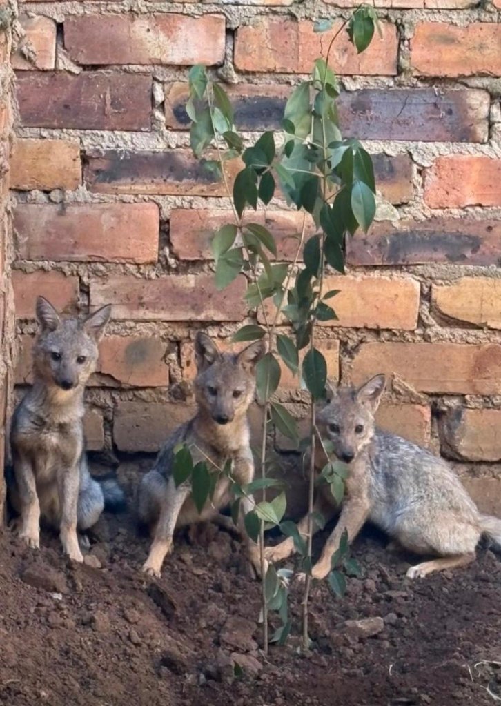 Black-backed jackal under care at Wildlife Paws SOS